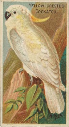 Yellow-Crested Cockatoo, from the Birds of the Tropics series (N5) for Allen & Ginter Ciga..., 1889. Creator: Allen & Ginter