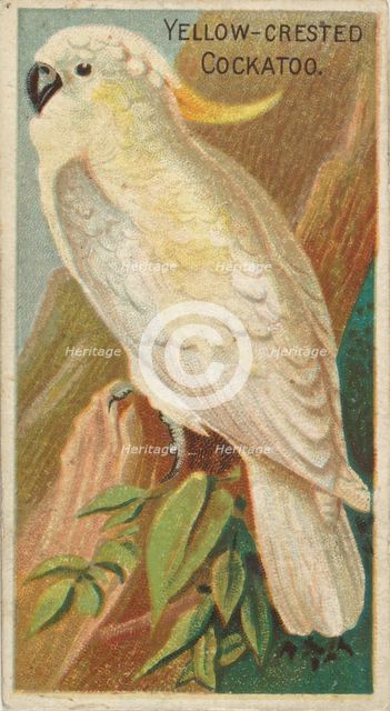 Yellow-Crested Cockatoo, from the Birds of the Tropics series (N5) for Allen & Ginter Ciga..., 1889. Creator: Allen & Ginter.