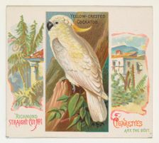 Yellow-Crested Cockatoo, from Birds of the Tropics series (N38) for Allen & Ginter Cigaret..., 1889. Creator: Allen & Ginter