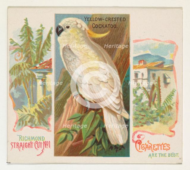 Yellow-Crested Cockatoo, from Birds of the Tropics series (N38) for Allen & Ginter Cigaret..., 1889. Creator: Allen & Ginter.