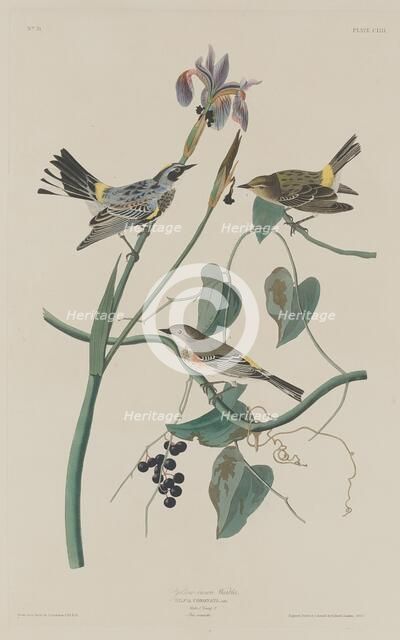 Yellow-crown Warbler, 1832. Creator: Robert Havell.