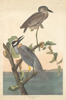Yellow-crowned Heron, 1836. Creator: Robert Havell
