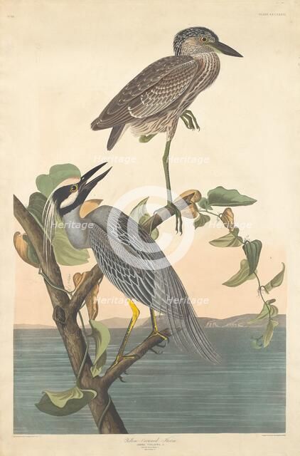 Yellow-crowned Heron, 1836. Creator: Robert Havell.