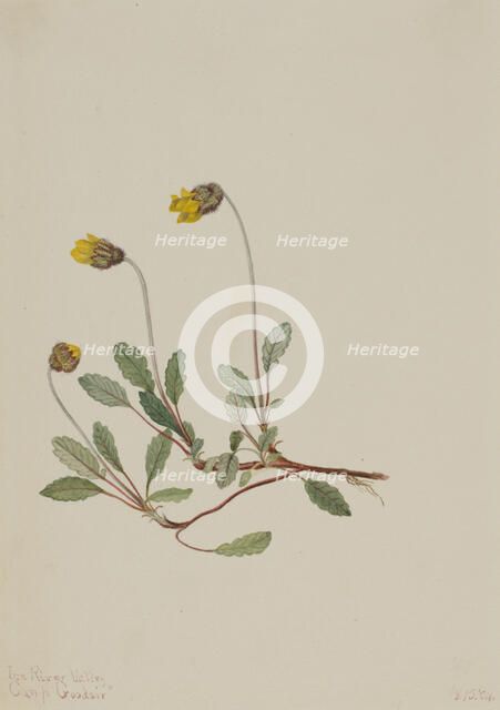 Yellow Dryad (Dryas drummondii), 1904. Creator: Mary Vaux Walcott.