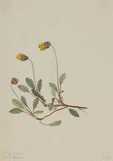 Yellow Dryad (Dryas drummondii), 1904. Creator: Mary Vaux Walcott