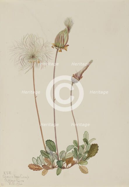 Yellow Dryad (fruit) (Dryas drummondii), 1920. Creator: Mary Vaux Walcott.