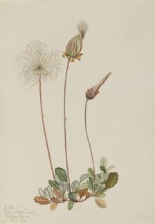 Yellow Dryad (fruit) (Dryas drummondii), 1920. Creator: Mary Vaux Walcott