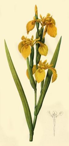 Yellow Flag 1808, (1944). Creator: Pierre-Joseph Redoute