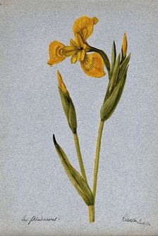 Yellow flag (Iris pseudacorus): flowering stem, 1904. Creator: Unknown