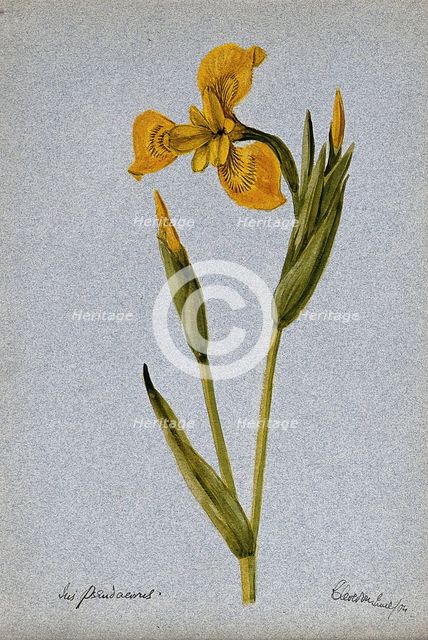 Yellow flag (Iris pseudacorus): flowering stem, 1904. Creator: Unknown.