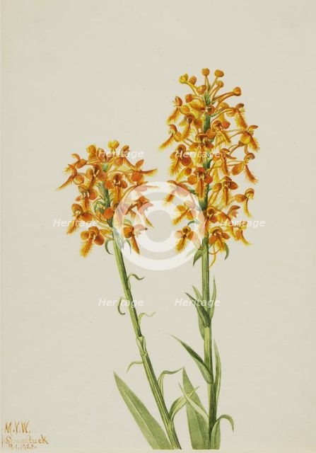 Yellow Fringe Orchid (Habenaria ciliaris), 1926. Creator: Mary Vaux Walcott.