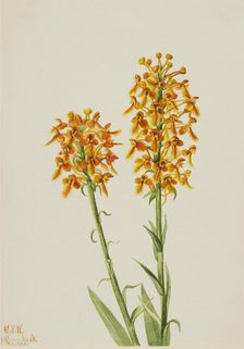 Yellow Fringe Orchid (Habenaria ciliaris), 1926. Creator: Mary Vaux Walcott