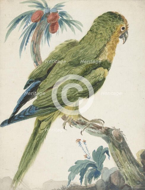 Yellow-fronted parakeet (Bolborhyuchus aurifrons), 1650-1719. Creator: Jan Weenix.