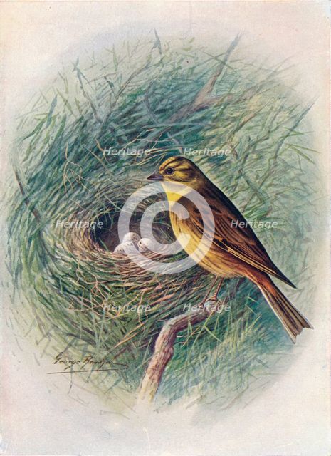'Yellow-Hammer or Yellow-Bunting - Emberi'za citrinel'la', c1910, (1910). Artist: George James Rankin.