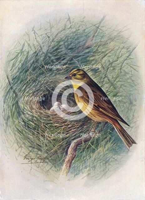 'Yellow-Hammer or Yellow-Bunting - Emberi'za citrinel'la', c1910, (1910). Artist: George James Rankin.
