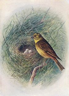 Yellow-Hammer or Yellow-Bunting - Emberi'za citrinel'la c1910, (1910). Artist: George James Rankin