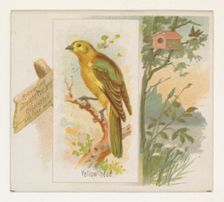 Yellow-head, from the Song Birds of the World series (N42) for Allen & Ginter Cigarettes, ..., 1890. Creator: Allen & Ginter
