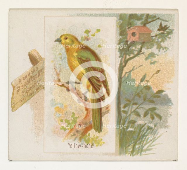 Yellow-head, from the Song Birds of the World series (N42) for Allen & Ginter Cigarettes, ..., 1890. Creator: Allen & Ginter.