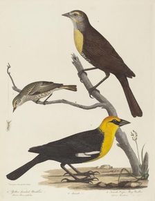 Yellow-headed Blackbird, Female Blackbird, and Female Cape May Warbler. Creator: Alexander Lawson