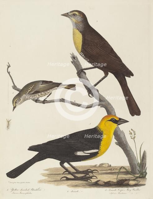 Yellow-headed Blackbird, Female Blackbird, and Female Cape May Warbler. Creator: Alexander Lawson.