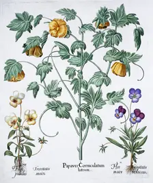 Yellow Horned Poppy, 1613. Creator: Unknown