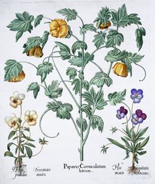 Yellow Horned Poppy, 1613. Creator: Unknown