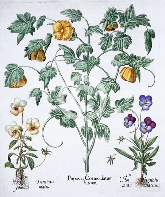 Yellow Horned Poppy, 1613. Creator: Unknown.