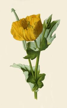 Yellow Horned Poppy 1877. Creator: Frederick Edward Hulme