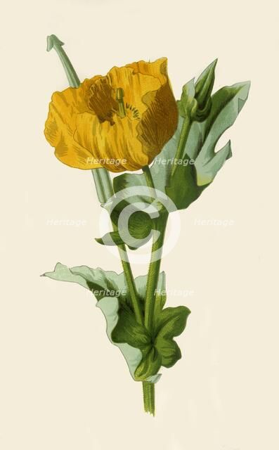 'Yellow Horned Poppy', 1877. Creator: Frederick Edward Hulme.