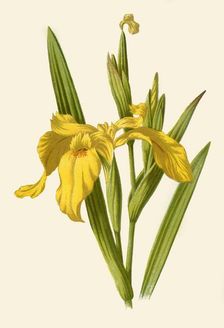 Yellow Iris 1877. Creator: Frederick Edward Hulme