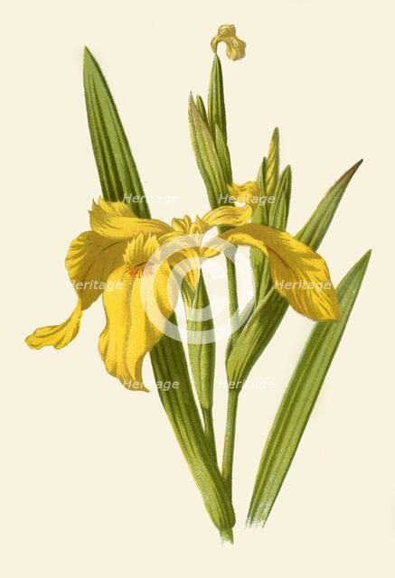 'Yellow Iris', 1877. Creator: Frederick Edward Hulme.