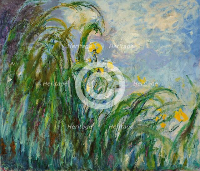 Yellow irises, c. 1925. Creator: Monet, Claude (1840-1926).