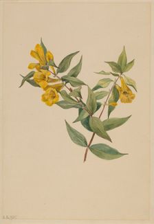 Yellow Jessamine (Gelsemium sempervirens), 1905. Creator: Mary Vaux Walcott