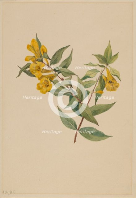 Yellow Jessamine (Gelsemium sempervirens), 1905. Creator: Mary Vaux Walcott.