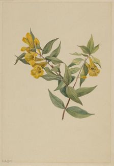 Yellow Jessamine (Gelsemium sempervirens), 1905. Creator: Mary Vaux Walcott
