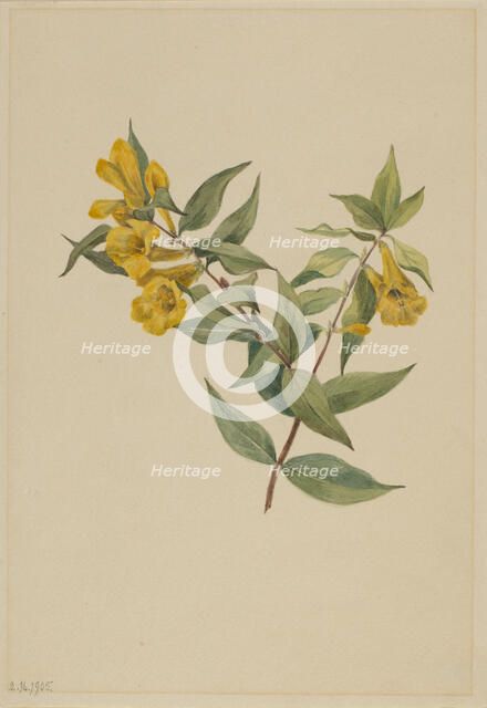 Yellow Jessamine (Gelsemium sempervirens), 1905. Creator: Mary Vaux Walcott.