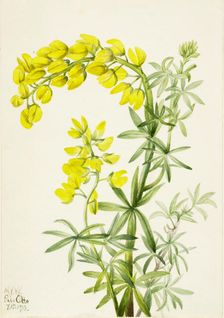 Yellow Lupine (Lupinis arboreus), 1933. Creator: Mary Vaux Walcott