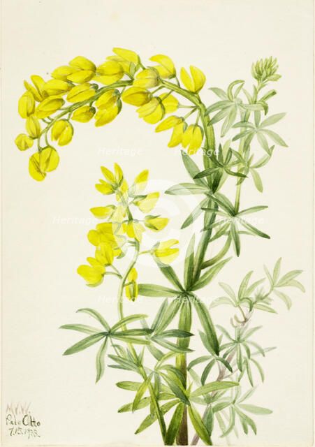 Yellow Lupine (Lupinis arboreus), 1933. Creator: Mary Vaux Walcott.