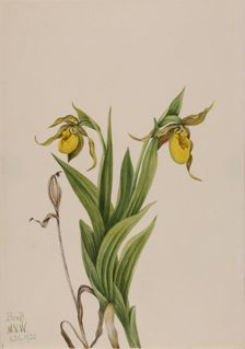 Yellow Lady's Slipper (Cypripedium parviflorum), 1920. Creator: Mary Vaux Walcott