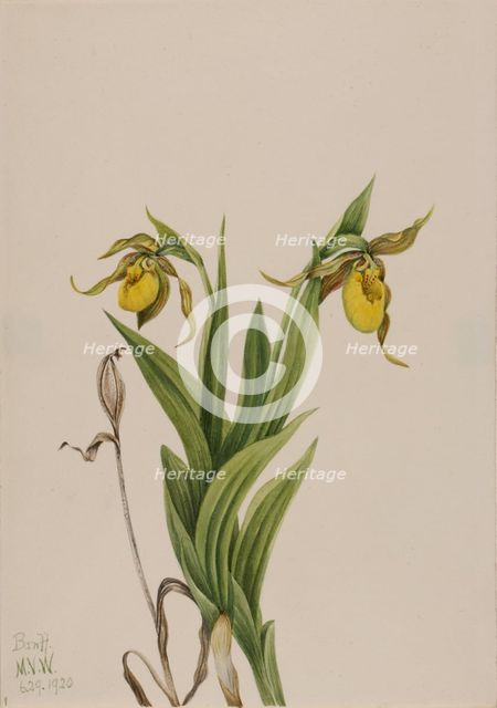 Yellow Lady's Slipper (Cypripedium parviflorum), 1920. Creator: Mary Vaux Walcott.