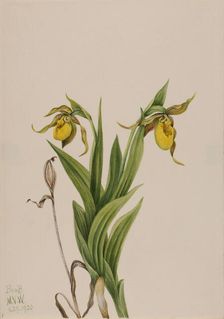 Yellow Lady's Slipper (Cypripedium parviflorum), 1920. Creator: Mary Vaux Walcott