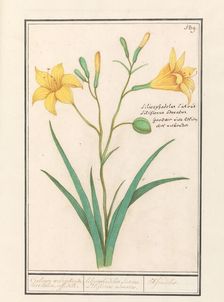 Yellow Lily (Lilium), 1596-1610. Creators: Anselmus de Boodt, Elias Verhulst