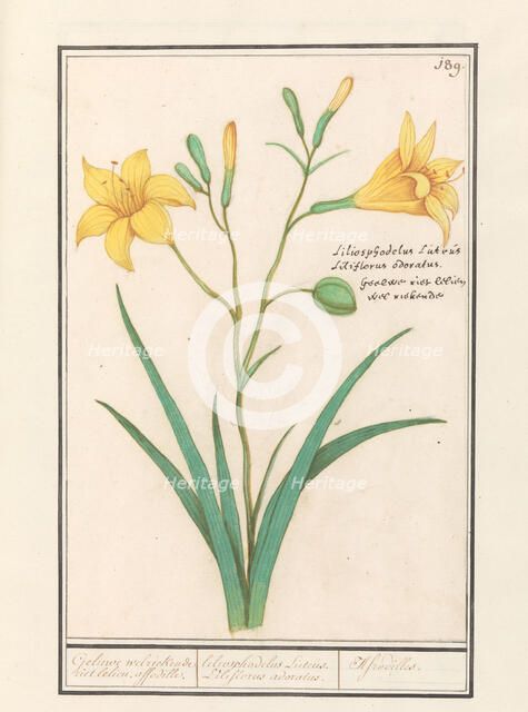 Yellow Lily (Lilium), 1596-1610. Creators: Anselmus de Boodt, Elias Verhulst.