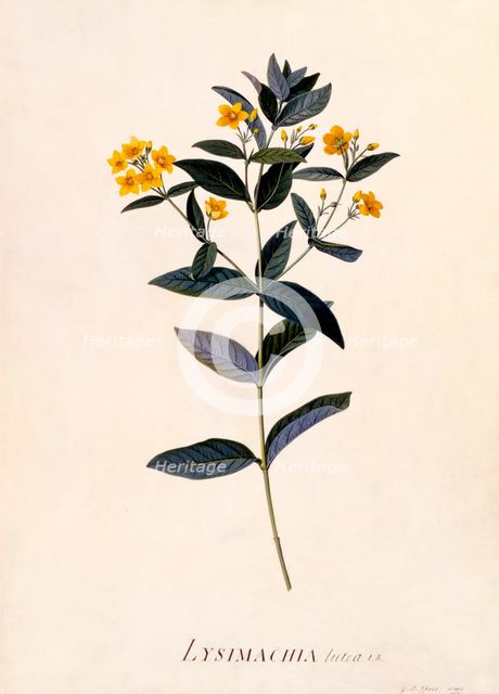 Yellow Loosestrife, c 1760 (hand coloured engraving). Creator: "Georg Dionysius Ehret (1710 - 70); Ehret, Georg Dionysius (1710-1770)".