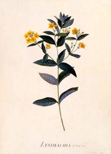 Yellow Loosestrife, c 1760 (hand coloured engraving). Creator: "Georg Dionysius Ehret (1710 - 70); Ehret, Georg Dionysius (1710-1770)"