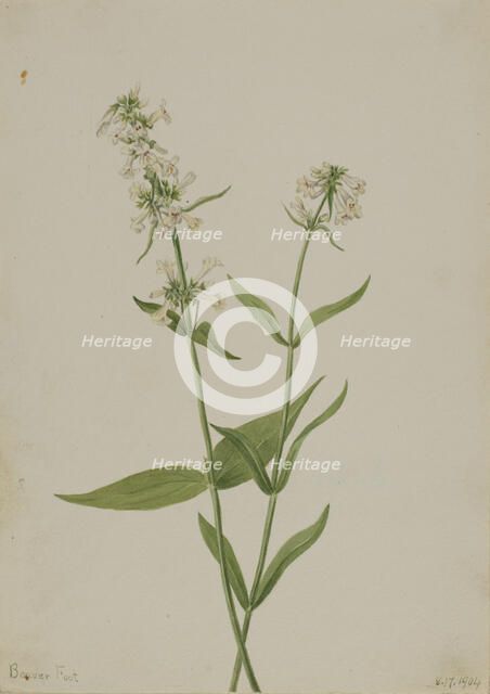 Yellow Pentstemon (Pentstemon confertus), 1904. Creator: Mary Vaux Walcott.