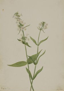Yellow Pentstemon (Pentstemon confertus), 1904. Creator: Mary Vaux Walcott