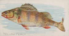 Yellow Perch, from the Fish from American Waters series (N8) for Allen & Ginter Cigarettes..., 1889. Creator: Allen & Ginter