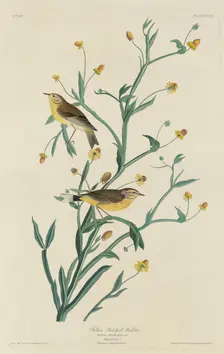 Yellow Red-Poll Warbler, 1832. Creator: Robert Havell