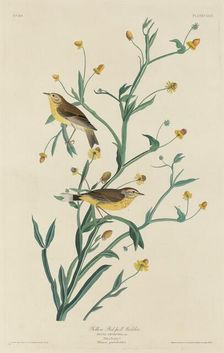 Yellow Red-Poll Warbler, 1832. Creator: Robert Havell